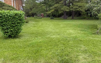 Photo of Dora M.'s yard after getting lawn care in Wilmette, IL