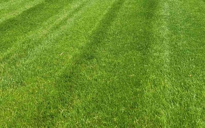 Photo of Rose S.'s yard after getting tree care in Fairborn, OH