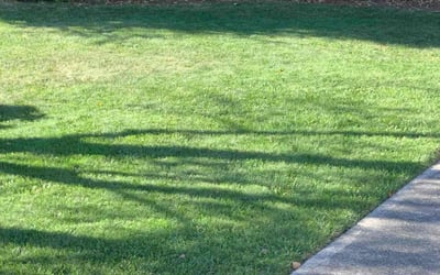 Photo of Randy Y.'s yard after getting lawn care in Benicia, CA