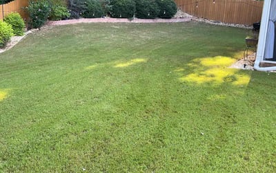 Photo of Margaret J.'s yard after getting lawn care in Carrollton, GA