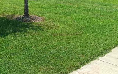 Photo of Curtis C.'s yard after getting lawn care in Keller, TX