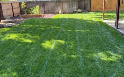 Photo of Sue S.'s yard after getting lawn care in Fresno, CA