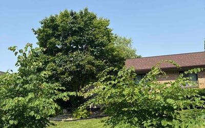 Photo of Ellen W.'s yard after getting lawn care in East Saint Louis, IL
