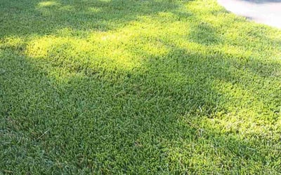 Photo of Erich L.'s yard after getting tree care in Portsmouth, VA