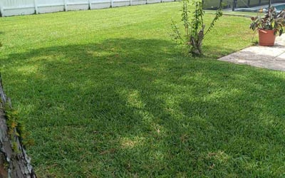 Photo of Michele K.'s yard after getting lawn care in Edgewater, FL