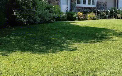 Photo of Ayneka H.'s yard after getting lawn care in Indianapolis, IN