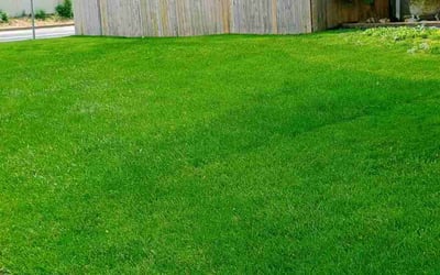 Photo of William S.'s yard after getting lawn care in Santa Rosa Beach, FL
