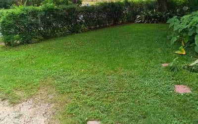 Photo of Marianna M.'s yard after getting lawn care in Clermont, FL