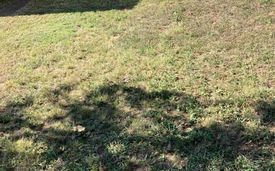 Photo of Lisa L.'s yard after getting lawn care in South San Francisco, CA