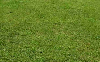 Photo of Carol J.'s yard after getting lawn care in Carrollton, VA