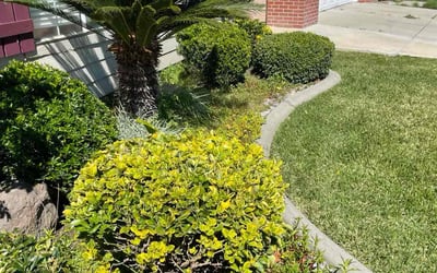 Photo of Arheanna R.'s yard after getting lawn care in Stockton, CA