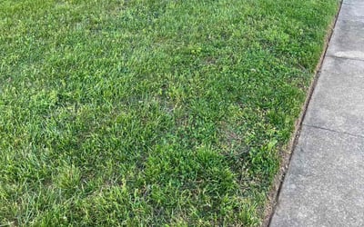 Photo of Larry U.'s yard after getting lawn care in Beltsville, MD