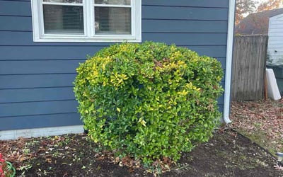 Photo of Amanda M.'s yard after getting tree care in Willis, TX