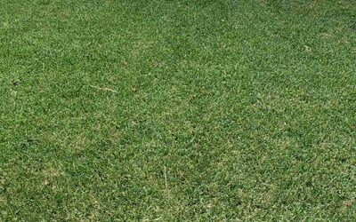 Photo of Nikki M.'s yard after getting lawn care in Shawnee, KS