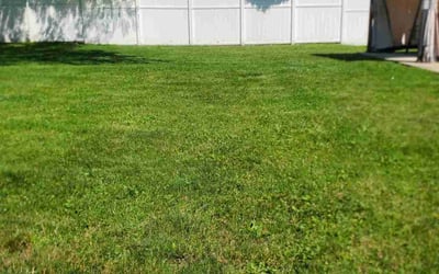 Photo of Peter F.'s yard after getting lawn care in New Brunswick, NJ