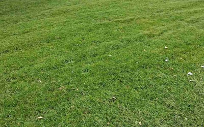 Photo of Jason G.'s yard after getting lawn care in Mckeesport, PA
