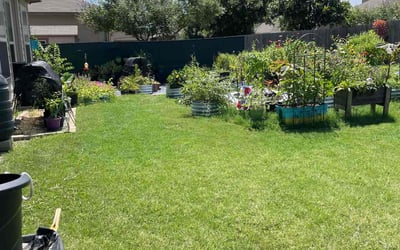 Photo of Kourtnei J.'s yard after getting lawn care in New Braunfels, TX