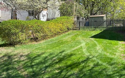 Photo of Maral V.'s yard after getting tree care in Manchester, CT