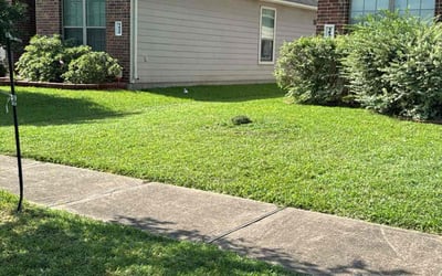Photo of Mark H.'s yard after getting lawn care in Webster, TX