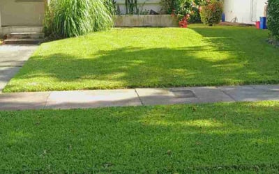 Photo of Ryan A.'s yard after getting lawn care in Miami Beach, FL