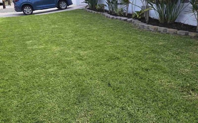 Photo of John D.'s yard after getting lawn care in Oceanside, CA