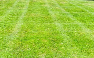 Photo of Susan B.'s yard after getting lawn care in Glendale, WI