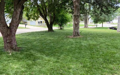 Photo of Cara L.'s yard after getting lawn care in Wichita, KS