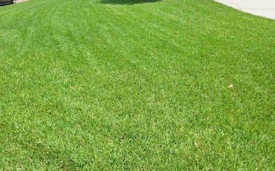Photo of Jerico S.'s yard after getting lawn care in Abilene, TX