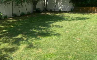 Photo of Alea F.'s yard after getting lawn care in Philadelphia, PA