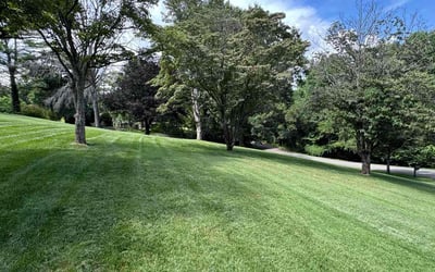 Photo of Tyrone L.'s yard after getting lawn care in Milford, DE