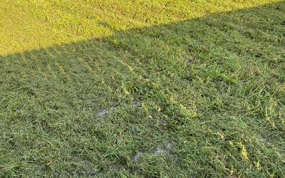 Photo of Doug L.'s yard after getting lawn care in Highland, UT