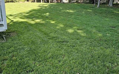 Photo of Sylvia R.'s yard after getting lawn care in Abingdon, MD