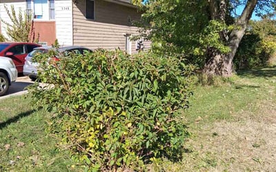 Photo of Nissa S.'s yard after getting lawn care in White Bluff, TN