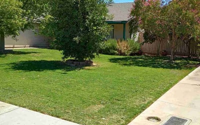 Photo of Eileen H.'s yard after getting lawn care in Porterville, CA