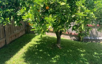 Photo of Carolyn G.'s yard after getting lawn care in Solana Beach, CA