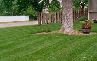 Photo of Jealious O.'s yard after getting lawn care in Bloomington, MN