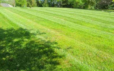 Photo of Florence R.'s yard after getting lawn care in Hockessin, DE