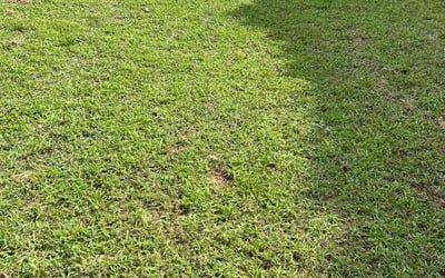 Photo of Pauline B.'s yard after getting lawn care in East Windsor, CT