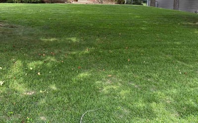 Photo of Carol D.'s yard after getting lawn care in Overland, MO
