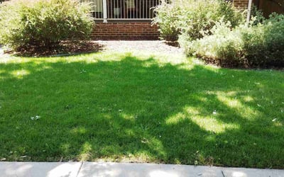 Photo of Karin H.'s yard after getting lawn care in Grand Junction, CO