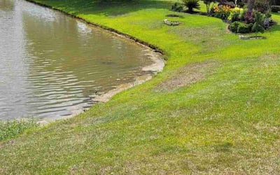 Photo of Mildred T.'s yard after getting lawn care in Florence, SC