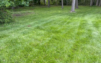 Photo of Ian K.'s yard after getting lawn care in Temple Hills, MD