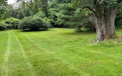 Photo of Mike R.'s yard after getting lawn care in Katy, TX