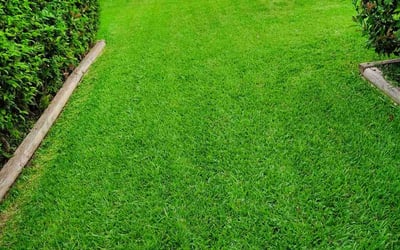Photo of Raisul B.'s yard after getting lawn care in Breaux Bridge, LA