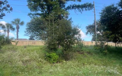 Photo of Darcie P.'s yard after getting tree care in Takoma Park, MD