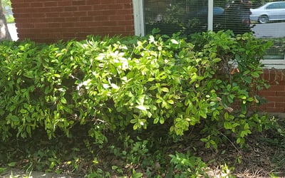 Photo of Philip E.'s yard after getting tree care in Mascotte, FL