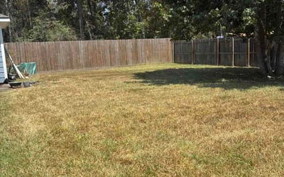 Photo of Shivani S.'s yard after getting lawn care in Austin, TX