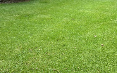 Photo of Elena A.'s yard after getting lawn care in Lilburn, GA