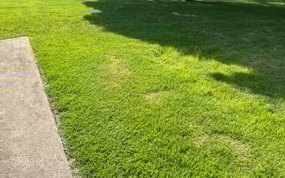 Photo of Keyonna B.'s yard after getting lawn care in Aberdeen, MD