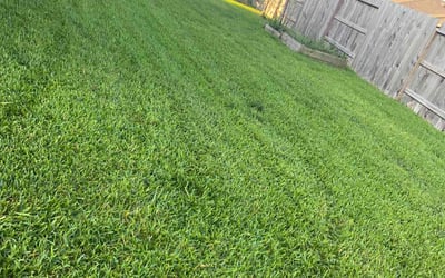 Photo of Meagan R.'s yard after getting lawn care in Rosharon, TX